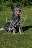 Australian Heeler