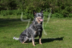 Australian Heeler