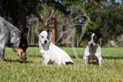 Australian Heeler