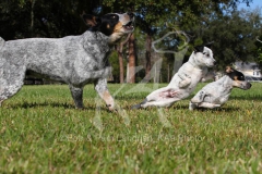 Australian Heeler