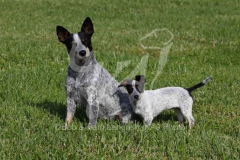 Australian Heeler