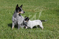 Australian Heeler