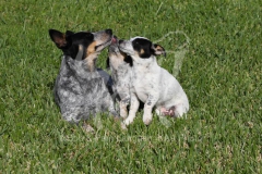 Australian Heeler