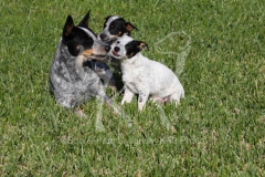 Australian Heeler