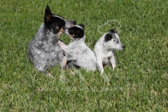 Australian Heeler