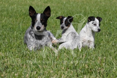 Australian Heeler