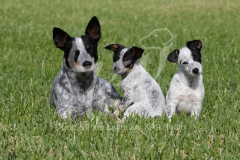 Australian Heeler