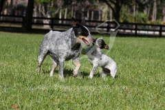 Australian Heeler