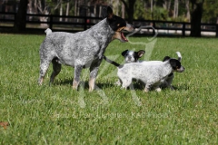 Australian Heeler