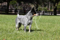 Australian Heeler