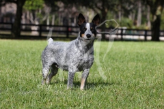 Australian Heeler