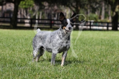 Australian Heeler