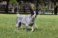 Australian Heeler