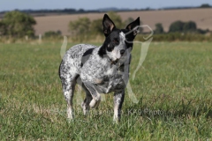 Australian Heeler