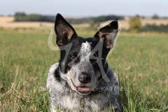 Australian Heeler