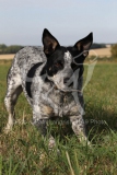 Australian Heeler