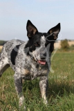 Australian Heeler