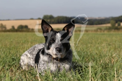 Australian Heeler