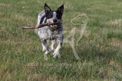 Australian Heeler