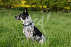 Australian Heeler