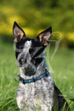 Australian Heeler