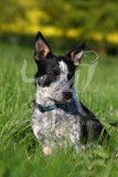 Australian Heeler