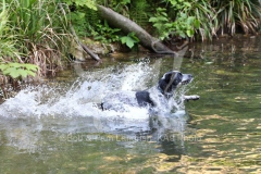 Australian Heeler