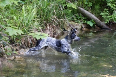 Australian Heeler