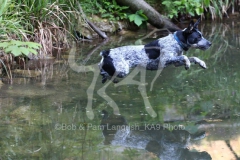 Australian Heeler