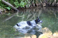 Australian Heeler