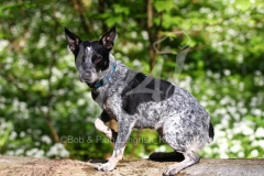 Australian Heeler