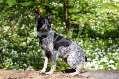 Australian Heeler