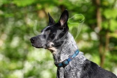 Australian Heeler