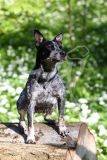 Australian Heeler