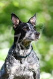 Australian Heeler