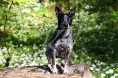 Australian Heeler