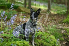 Australian Heeler