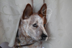 Australian Heeler