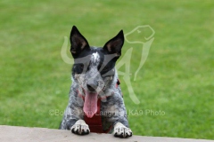 Australian Heeler