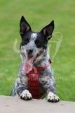 Australian Heeler