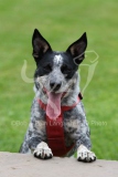 Australian Heeler