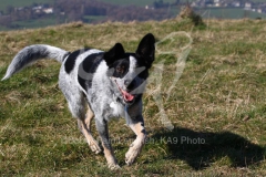 Australian Heeler