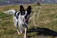 Australian Heeler