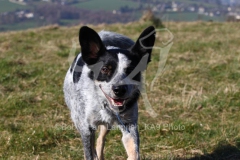 Australian Heeler