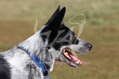 Australian Heeler