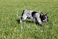 Australian Heeler