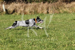 Australian Heeler