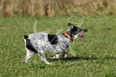 Australian Heeler