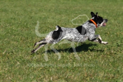 Australian Heeler