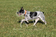 Australian Heeler